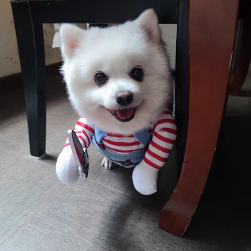 Halloween Pet Costume